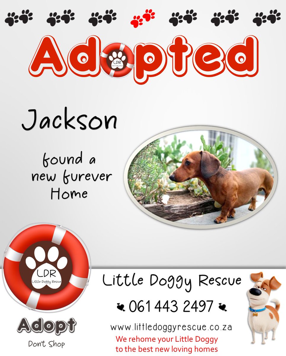 🎉 Yippee Jackson #Dachshund  #adopted 

If you cannot care 4 yr loved doggy as before we assist #rehomeyourdog  

form littledoggyrescue.co.za/rehome-my-dog

 #littledoggyrescue #southafrica #adoptdontshop #adoptadog #rehoming #dogrehoming #FUREVERHOME