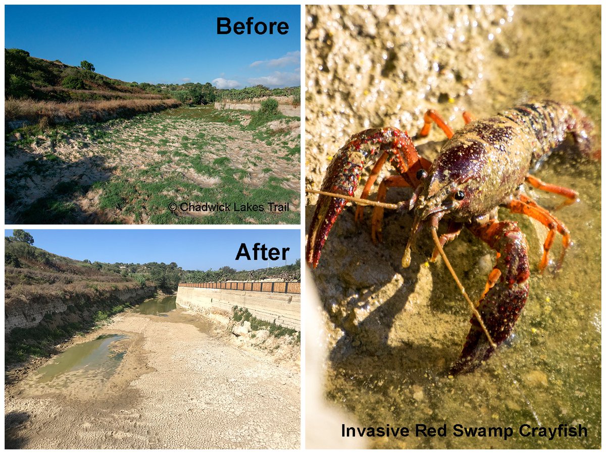 AER_ESE_BES's tweet image. ❌ Learning from failure: an EU-funded project tried to eradicate #invasive red swamp #crayfish by mechanically excavating stream beds. Unfortunately, it failed but lessons can be learnt from this failure – find out more:

besjournals.onlinelibrary.wiley.com/doi/full/10.10…

@juliapgjones @BangorSNS