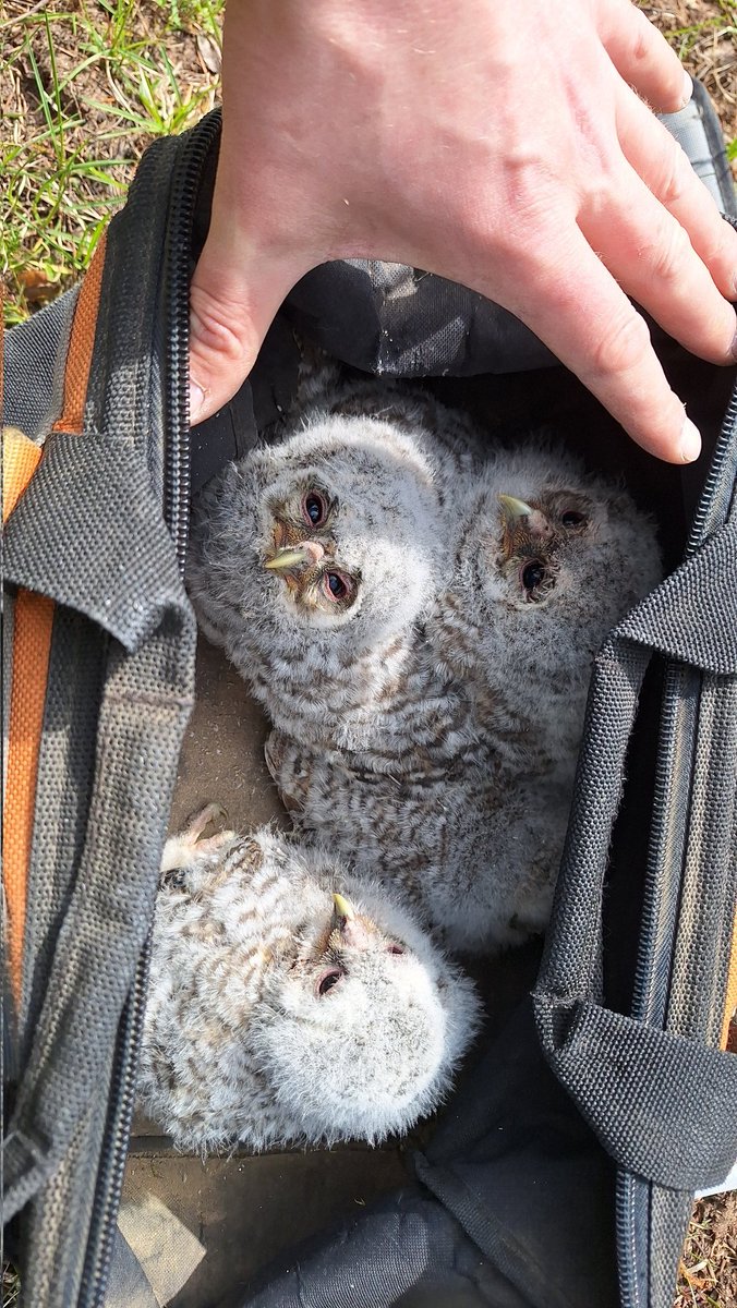 Avotans's tweet image. Atceries - pūču mazuļi ligzdu atstāj pirms spēj brīvi lidot. Nereti viņi tādēļ nokļūst uz zemes. Tomēr prot rāpties kokos, lai turpinātu mācības un pieaugušie mazuļus pieskata un baro. Netraucējiet un neglābjiet pūču mazuļus tie nav izkrituši no ligzdas vai pamesti!