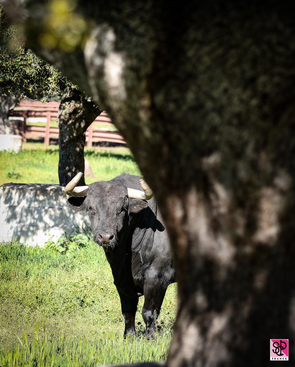 ArenesNimes_SCP's tweet photo. Les toros de #Garcigrande pour la corrida du samedi 18 mai dans les Arènes de #Nîmes ! https://t.co/2RIEAhvhwk