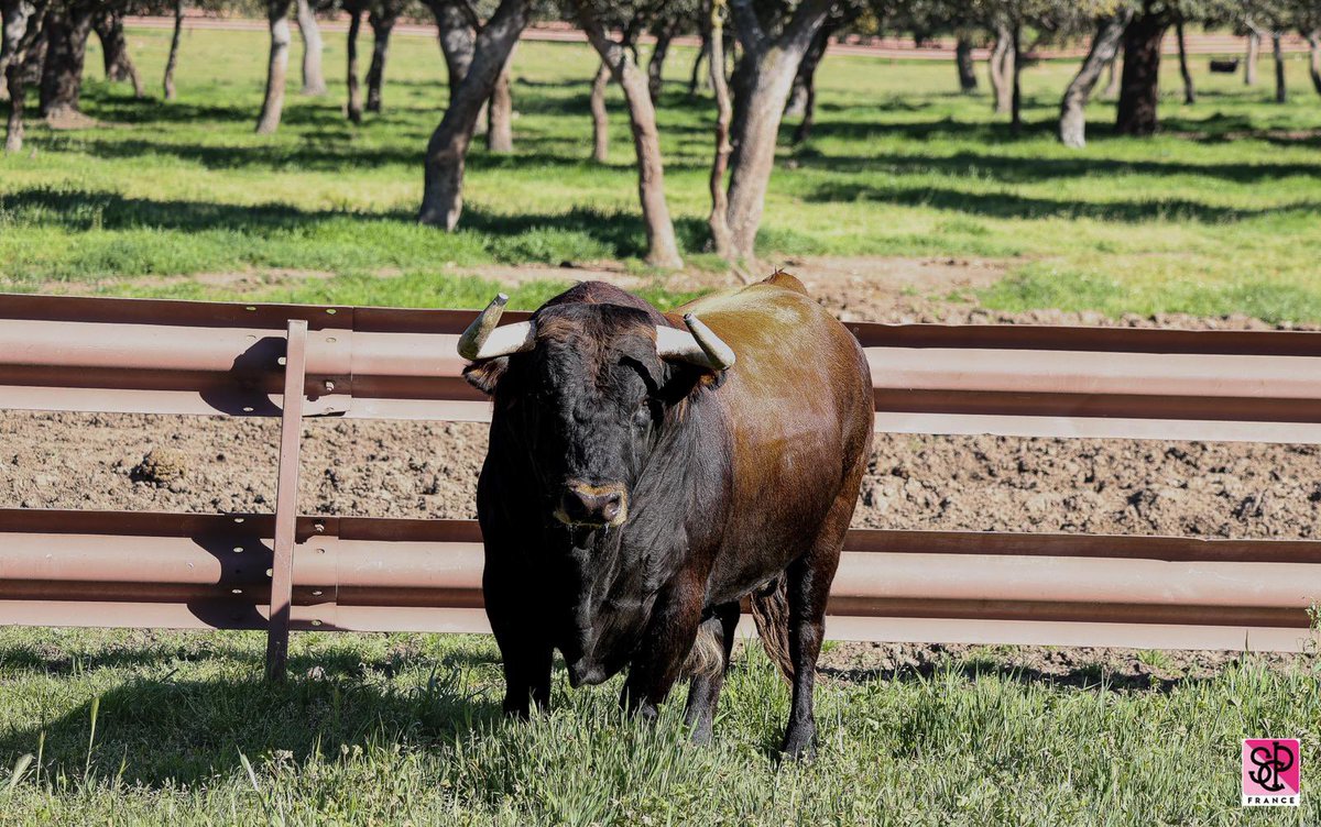 ArenesNimes_SCP's tweet photo. Les toros de #Garcigrande pour la corrida du samedi 18 mai dans les Arènes de #Nîmes ! https://t.co/2RIEAhvhwk