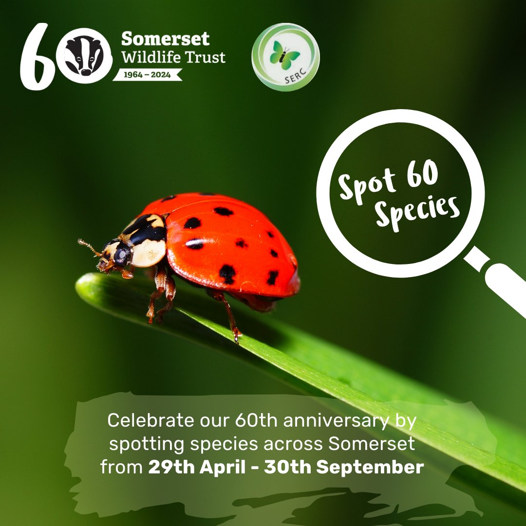 As part of our 60th anniversary celebrations, we're challenging you to unleash your inner citizen scientist by signing up to iNaturalist and spotting 60 species 🔍 Get started here: somersetwildlife.org/spot-60-species #Spot60Species #Somerset #TeamWilder