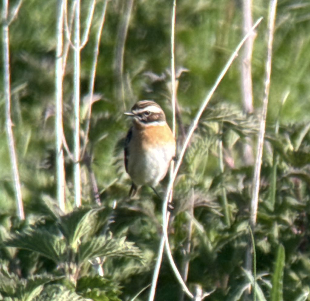 The charts looked great for overnight passerine migration, and Ivinghoe Beacon duly delivered this morning with 3 Whinchat and 6 Wheatears. Supporting cast of singing Corn Buntings and many warblers including Garden in fine voice @bucksalert