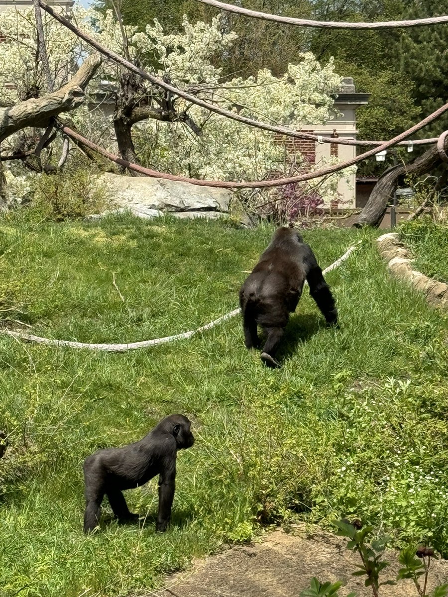 Lincoln Park Zoo #Chicago #chicagozoo #ChicagoHistory #lincolnparkzoo #ChicagoIL