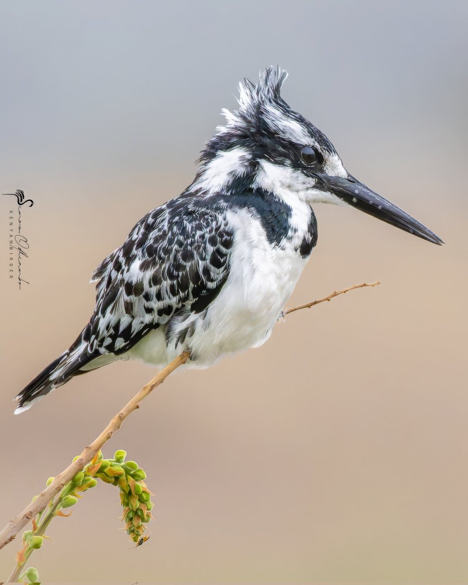 Pied Kingfisher