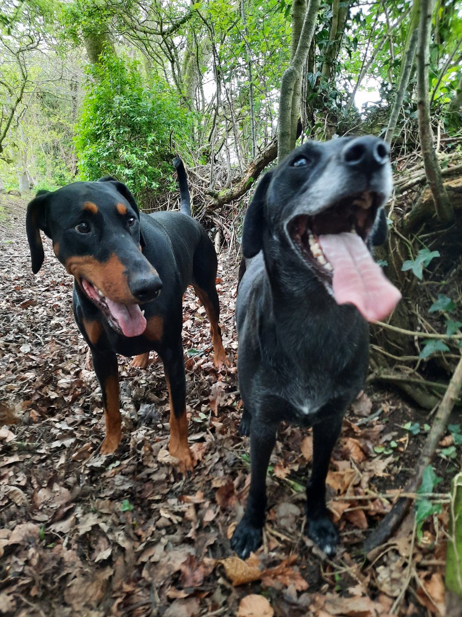 Even Damson looks impressed by the size of Freddie's tongue 😀😋 #Damson #Dobermann #Fred #happydogs