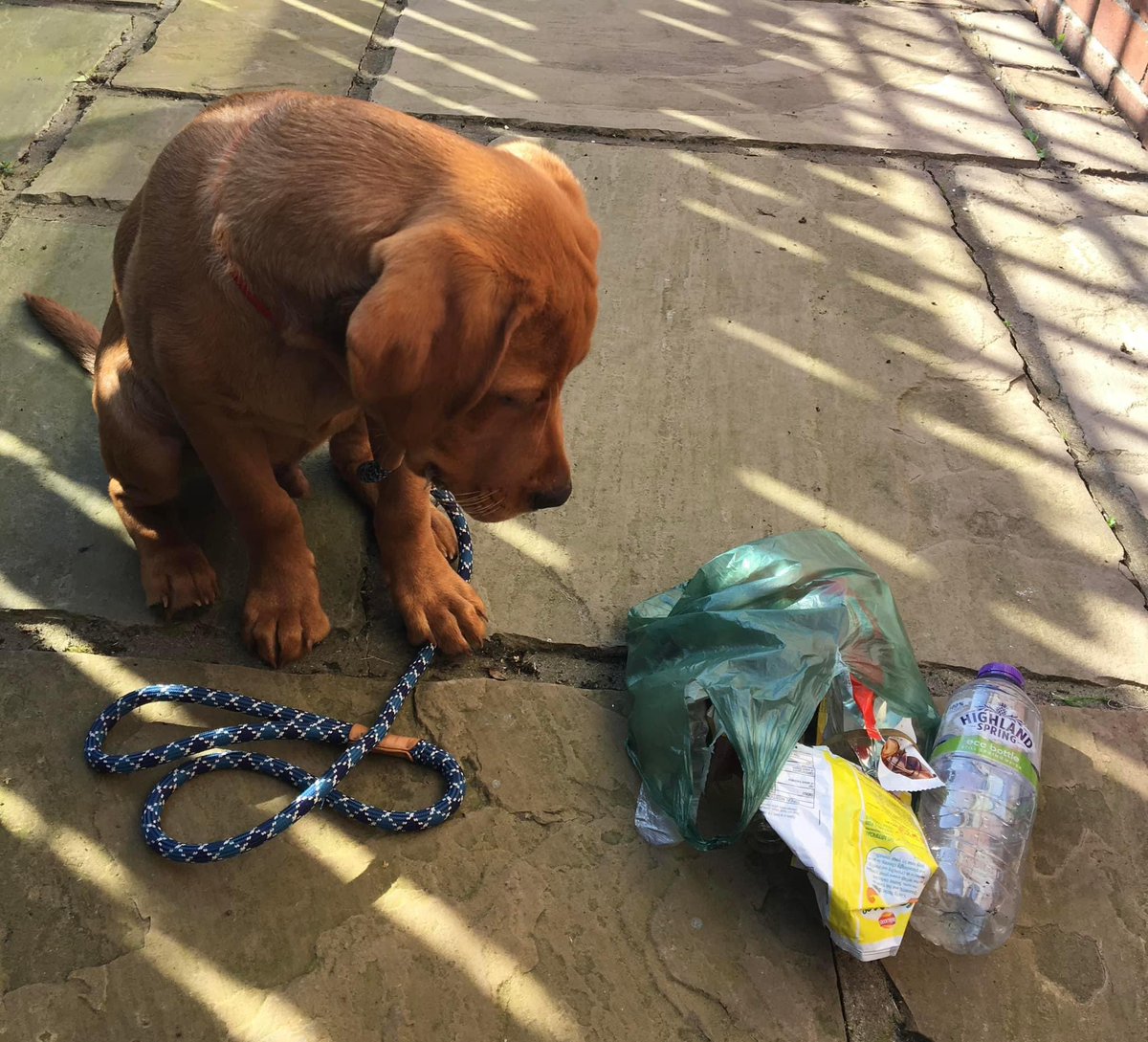 Happy Monday - Let’s get out & make a difference! A couple of pieces of #litter on every walk, every day. So simple, so AMAZINGLY effective! Let’s spread the word! Great for #mentalhealth & positivity. 😊💕 #pawsonplastic #MondayMotivation #dogsofx #lovedogs