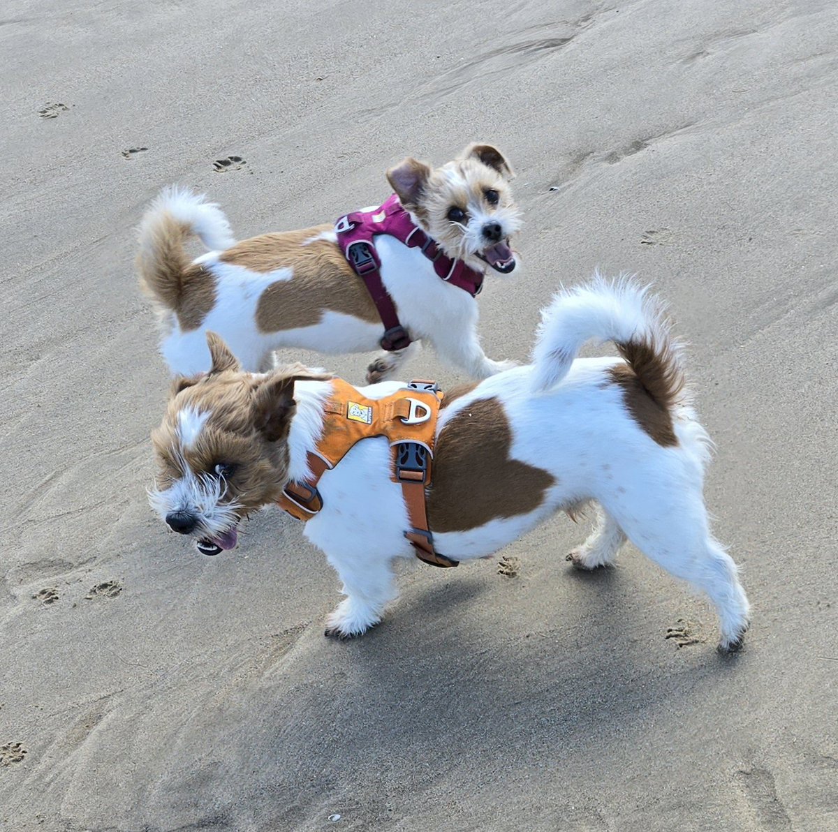 Yay beach!!! #dogsofX