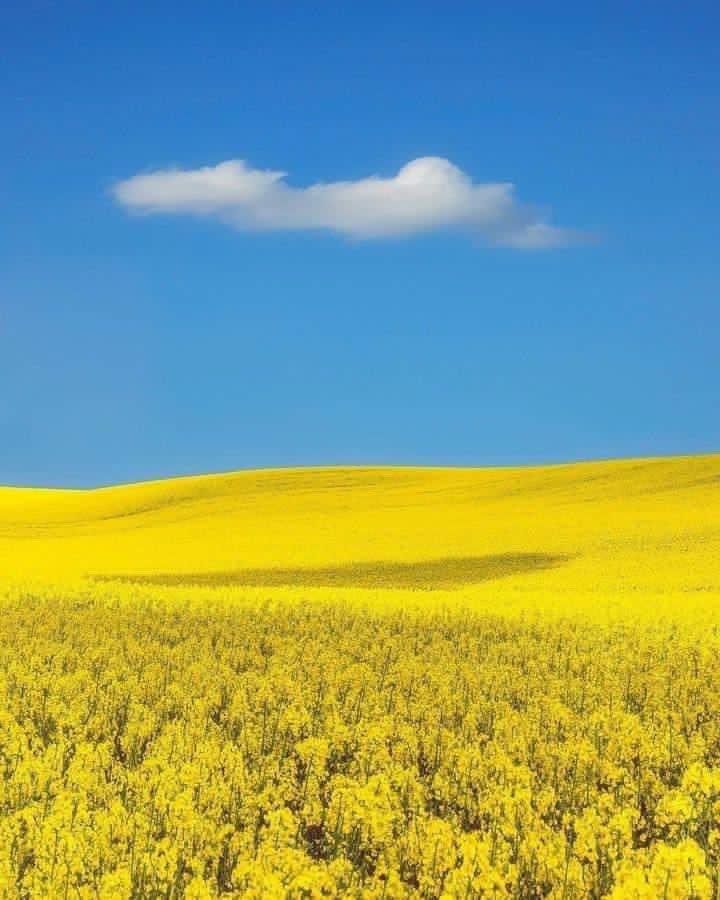 The the Beautiful Golden Oil farm industry in Ukraine .

Canola oil
#ukraine