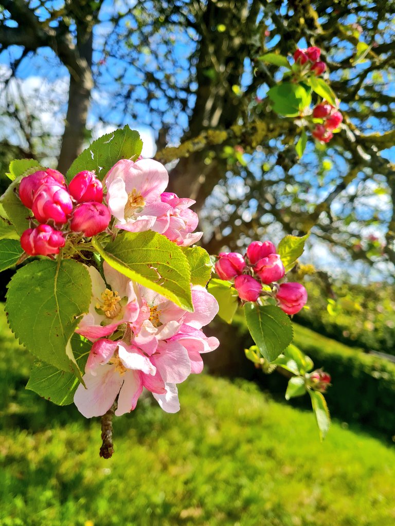 It's a bit grey today in #Rhosllanerchrugog #Wrexham #NorthWales although it could brighten later 🤞Still my favourite view though 😊 The apple blossom is coming along nicely 🌸🍎 #VewFromMyWindow