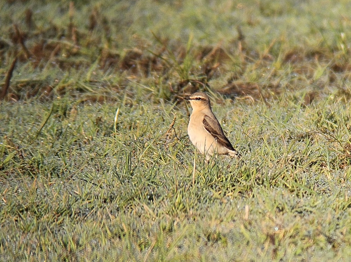 Quick visit to Shalford Meadow early morning after my night shift was very rewarding with Dunlin & Wheatear, also 2 Swifts & at least 3 Lapwings still