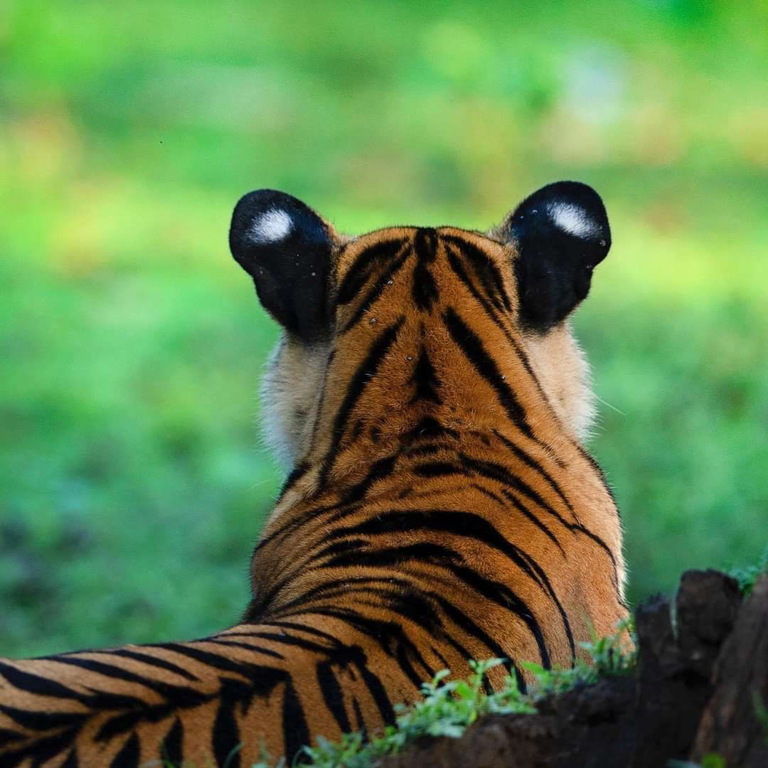 Do You Know That Tigers have 'false eyes' on the back of
their ears to discourage predators from
attacking them from behind?
#WhatHasChanged
#ActForNature
@_pjgwumapan @CSDevNet1_Steve  @CSDevNet1 @WWF @WWE @ClimateWed