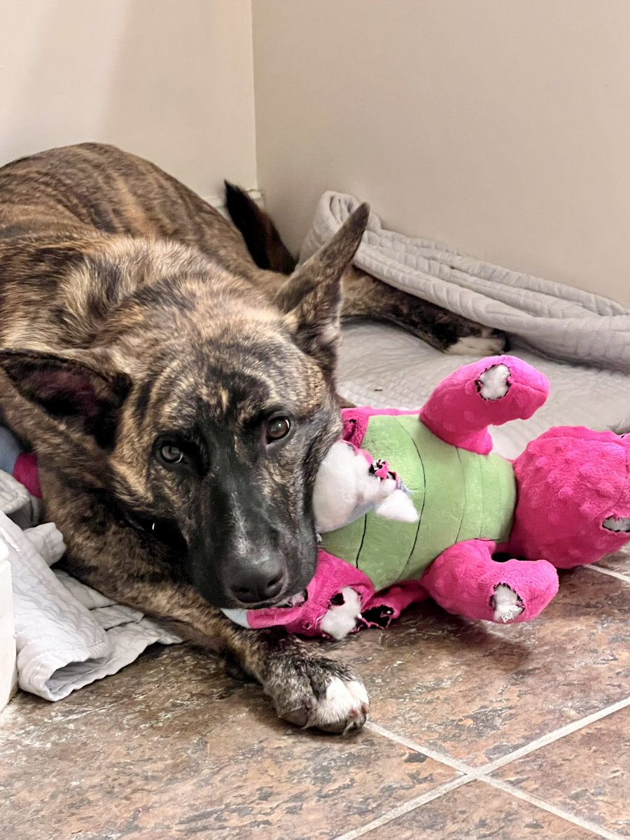 This is Twyla, she’s an ill-behaved 14-month-old Dutch Shepherd pup. We have put in a lot of work w/ additional training to help her behavioral issues. Crazy to think she’d be shot in the head if she had the misfortune of being owned by @KristiNoem #lovedogs #train
