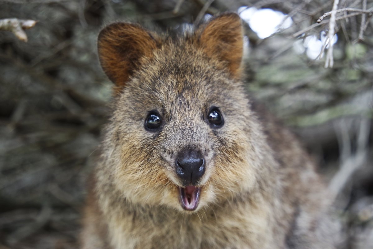 The 2024 #SURFAwards launch on the 6 June at a special online event. 

If you have ever thought of applying (or re-applying) or want to hear more from those who have been involved then come along

surf.scot/event/2024-sur…

We would also like to introduce the 2024 mascot 😍#Quokka
