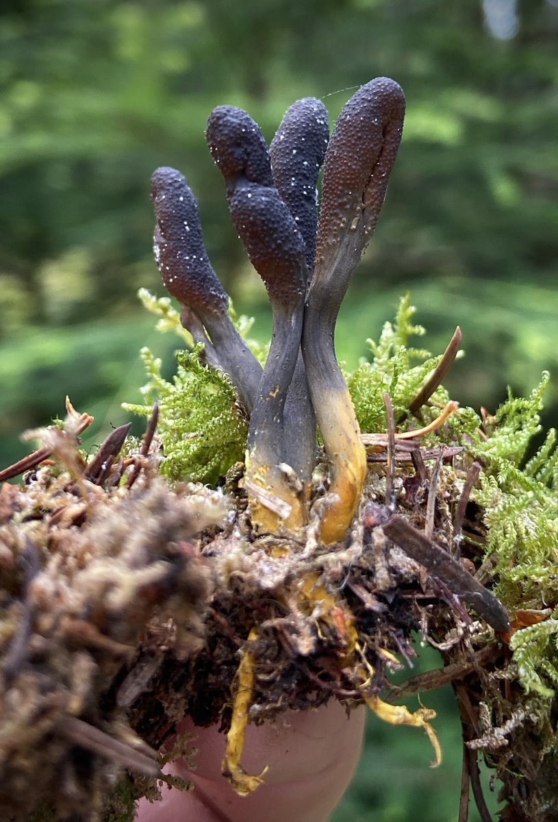 #MushroomMonday Tolypocladium ophioglossoides - Snaketongue Truffleclub #FungiJournal