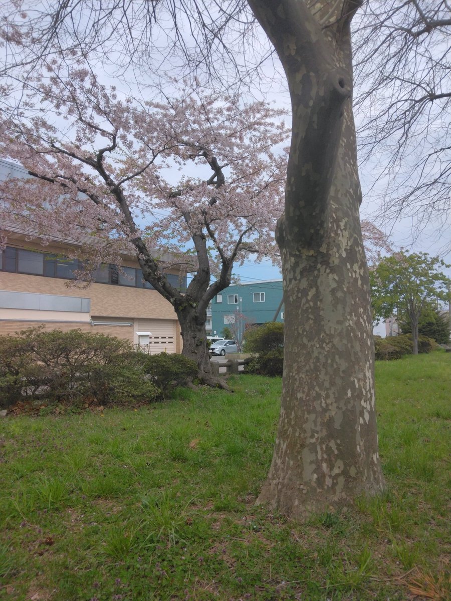 今日午前中に函館NHKのある場所の近くで散り出した🌸を愛でてきた！ウォーキングを兼ねて🚶‍♀️👣🚶‍♀️👣パン食べながらちょっとお酒飲んで風流を味わった…落ち着く場所でゆっくりしたかった...🐌ただ風が冷たくて厚着した🤣