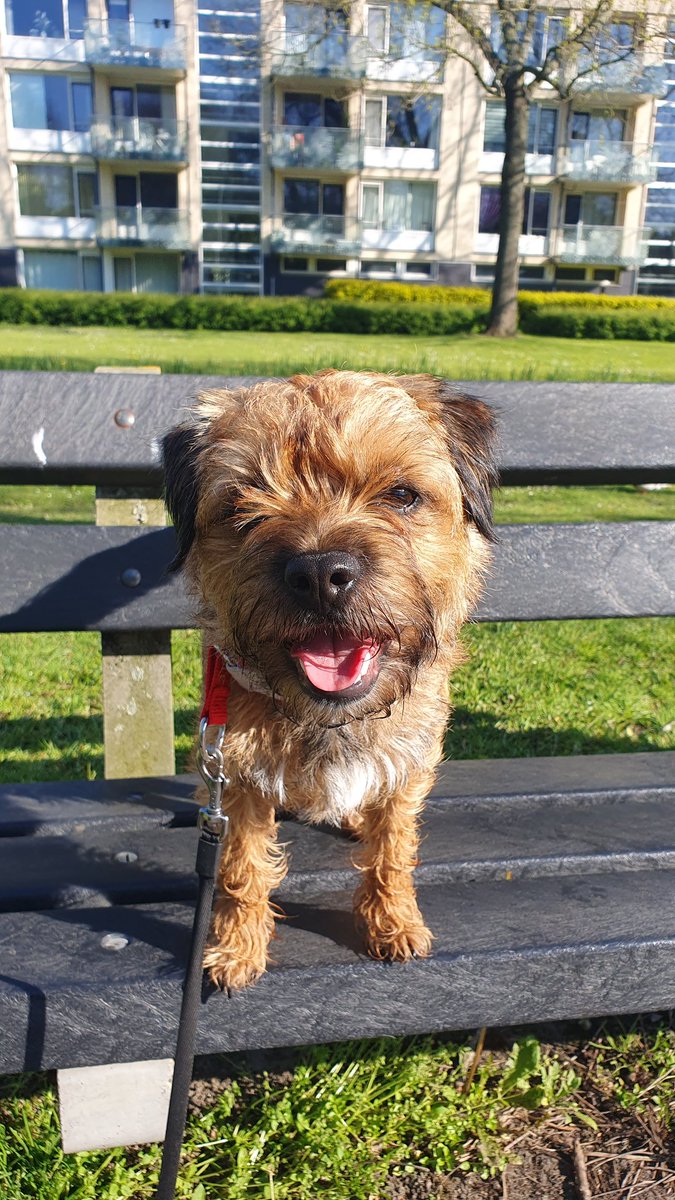 A good sunny Monday morning. 
Will be lounging in de garden today. 
#BTPosse #borderterrier #Rubeae #MondayMood