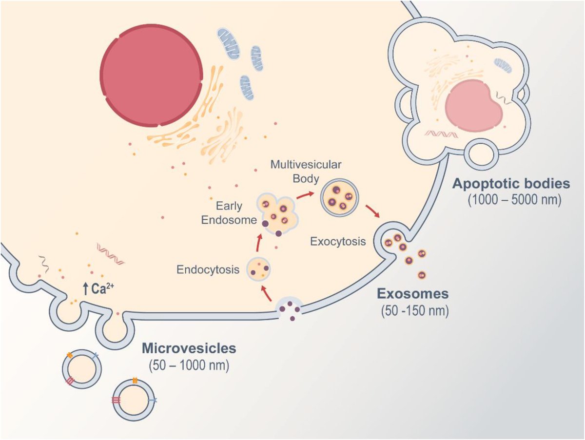 Almeida Menezes and Tasca review the role of #ExtracellularVesicles in parasitic diseases pathogenesis and diagnostics spkl.io/601042QXy