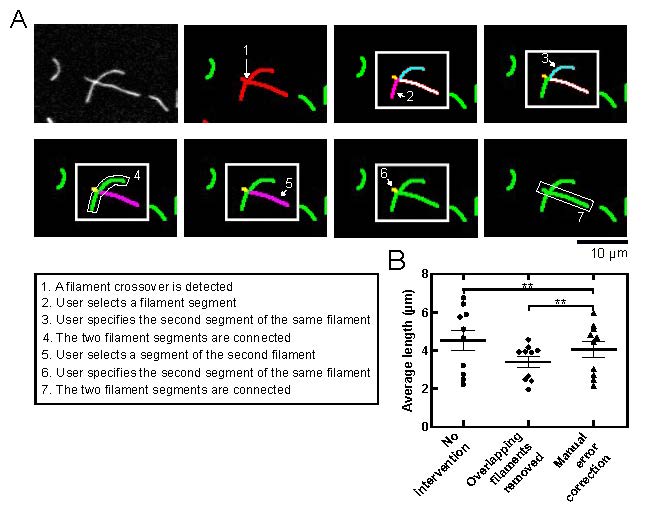 Laura Sherer, Biswaprakash Mahanta, and Naomi Courtemanche from @UMNews, present two programs that facilitate counting, measurement and quantification of bundling of actin filaments visualised in fluorescence micrographs in this M&T paper #OA: journals.biologists.com/bio/article/13…