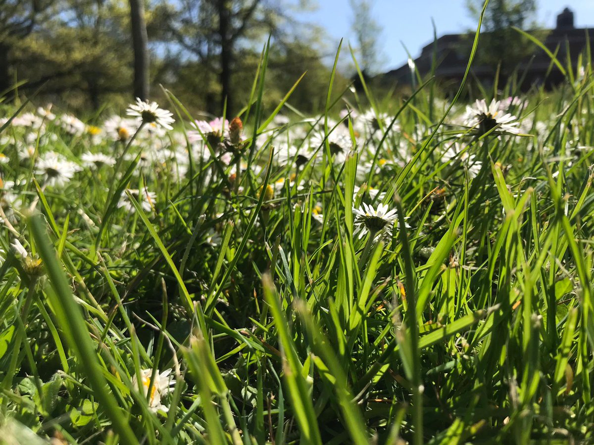 Lawn Is Yawn
It’s back -  a whole month to lock away those lawn mowers and join in with the #nomow movment to help feed the bees.
plantlife.org.uk/campaigns/nomo…