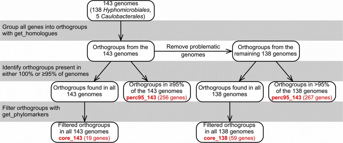 Refining the taxonomy of the order Hyphomicrobiales (Rhizobiales) based on whole genome comparisons of over 130 type strains. Read now in #IJSEM: doi.org/10.1099/ijsem.…