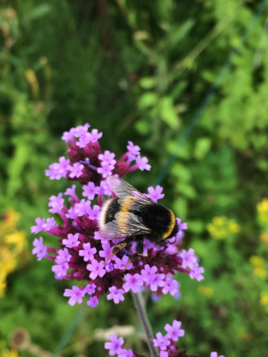 Help the bees, and help the environment! 🐝🌎 Create a safe haven for our friendly pollinators by planting a variety of flowers, avoiding use of pesticides, and providing a bee-friendly water source. #SaveTheBees 💦 #BeeFriendly 🌼