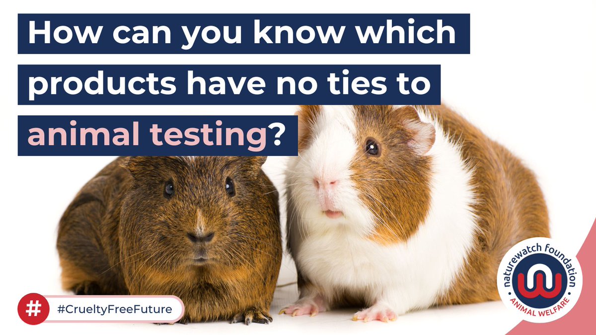 ⚠️ Buyer beware! A product might be labelled as cruelty-free but that doesn’t always mean the company is. That’s why our Compassionate Shopping Guide is essential for ethical shoppers. 🐭 Find out more here 👉 naturewatch.org/shop-cruelty-f… #EndAnimalTesting