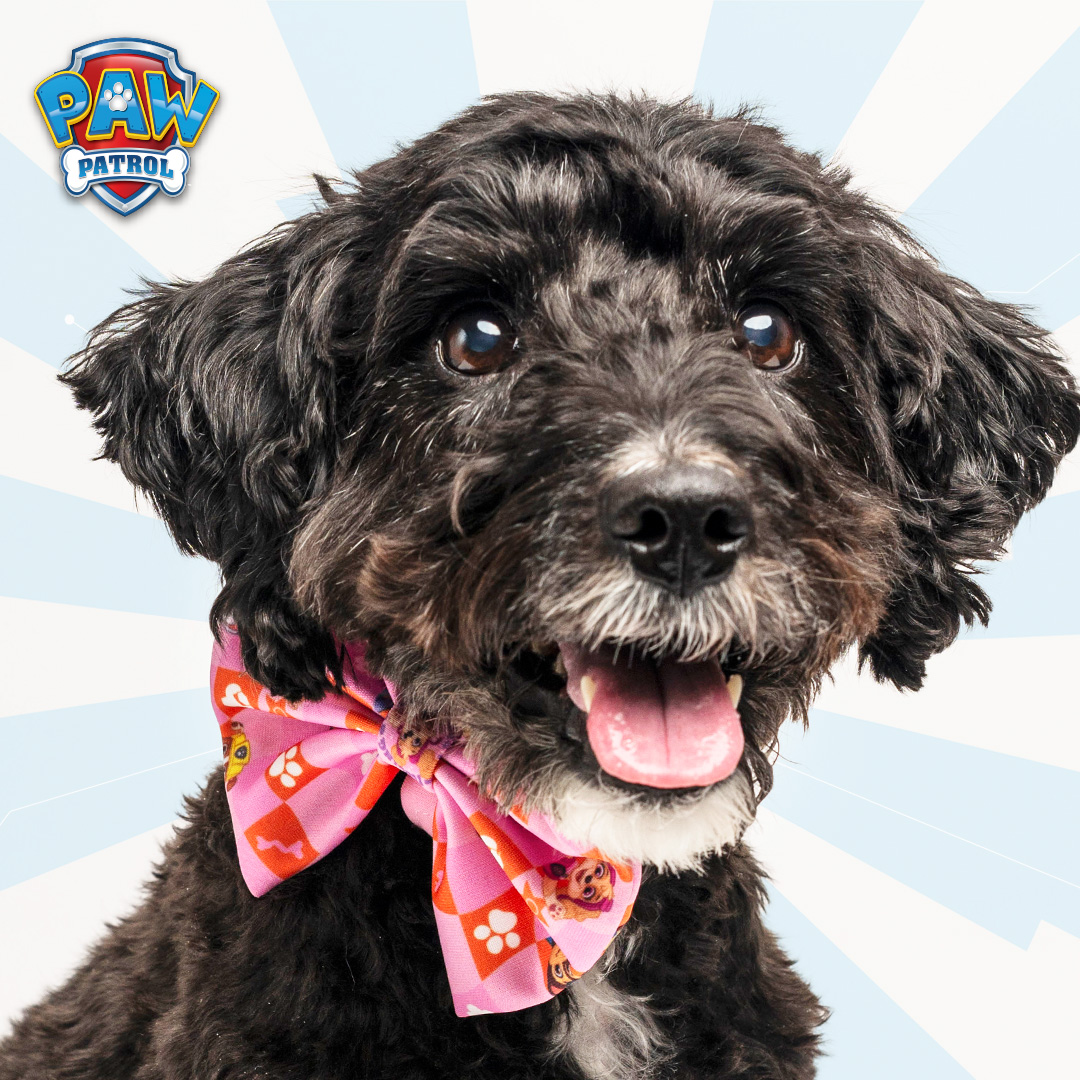 Sally's smile says it all! 😊 Rocking her adorable Paw Patrol Skye bowtie, she's ready to soar through the day in style! 🐾✨ 

#PawPatrolFashion #SkyeStyle #HappyPup #pawpatrolofficial #pawpatrolbowtie