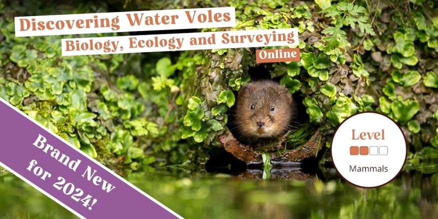 Exciting news 📣 We have a brand new online course - 'Discovering Water Voles' 🥳💻 This new online course delves into Water Vole biology, ecology, surveying and conservation. Find out more and book your place 👉 ow.ly/sVHq50Rqgs4