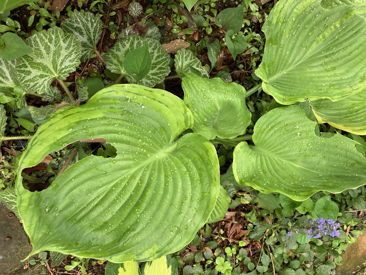 It's hostany time タイタニック あーっ！穴🕳️、巨大品種 フレ