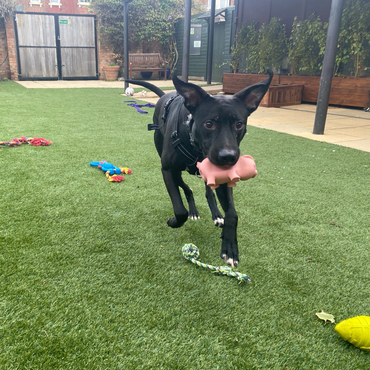 We caught Stitch running away from Monday morning with his squeaky pig toy in tow! 🤭 Who else can relate? 🐾 Stitch is crossing his paws for some adoption applications this week so he can take a step closer to finding his forever home. 💜 themayhew.org/dogs/stitch/.