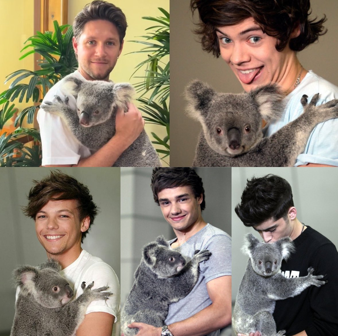 It's taken 12 years, but it's finally complete 🐨🤭

#NiallHoran #HarryStyles #ZaynMalik #LiamPayne #LouisTomlinson #Koala