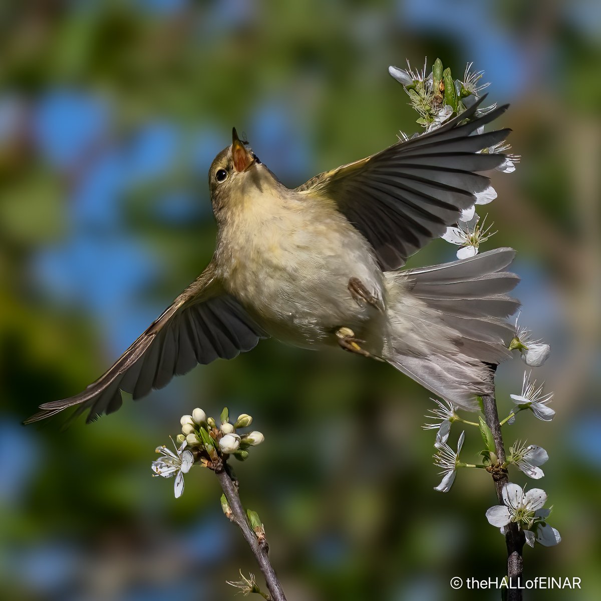 When a Chiffchaff catches a fly...