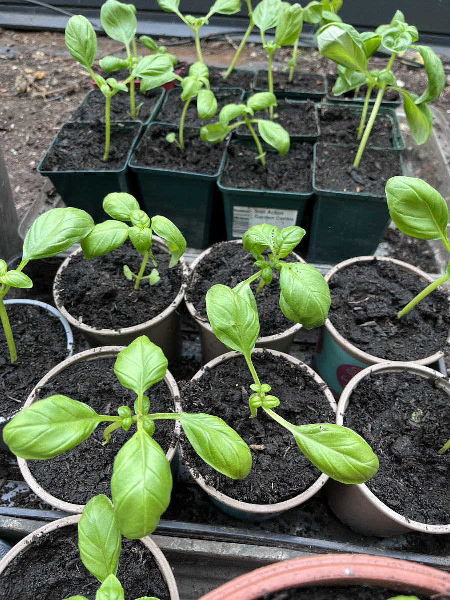 Basil update! My “Free the 42” campaign has been successful. All 42 plants are doing well & are looking forward to thanking me throughout the summer 😂🤣👍🏼