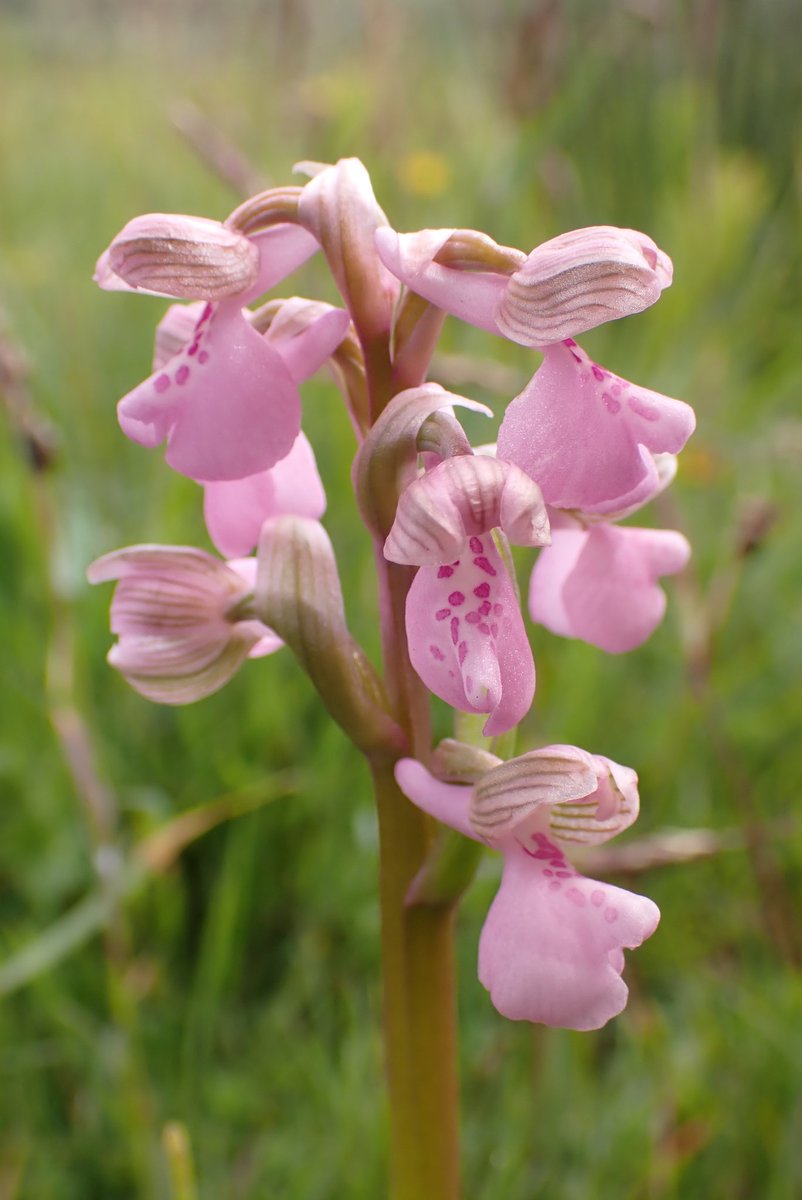 Lovely colour variation in the 60,000+ Green-winged Orchids, (Anacamptis morio) at Westhay Farm, Dorset 29-4-24 😀 @ukorchids