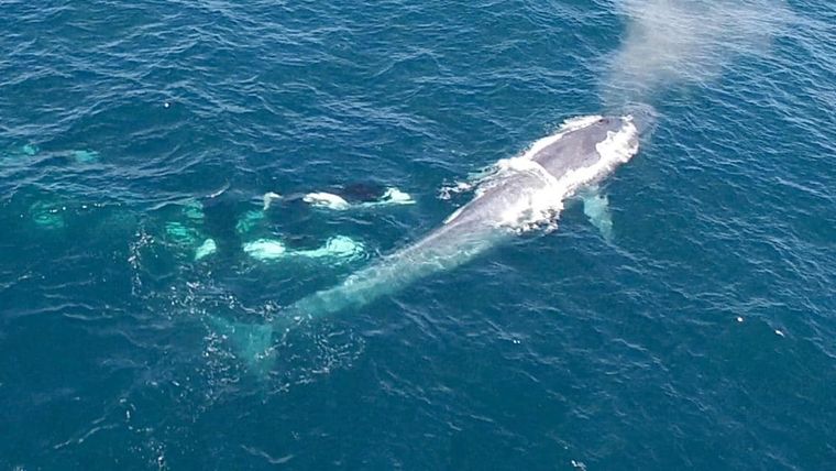 Quel est le prédateur de la baleine bleue ? 🐳 Les seuls prédateurs naturels des baleines sont les orques ! Des études montrent que dans la mer de Cortez par exemple, 25 % des baleines bleues adultes ont des cicatrices résultant d'attaques d'orques. 💥 🔎geo.fr/animaux/5-chos….