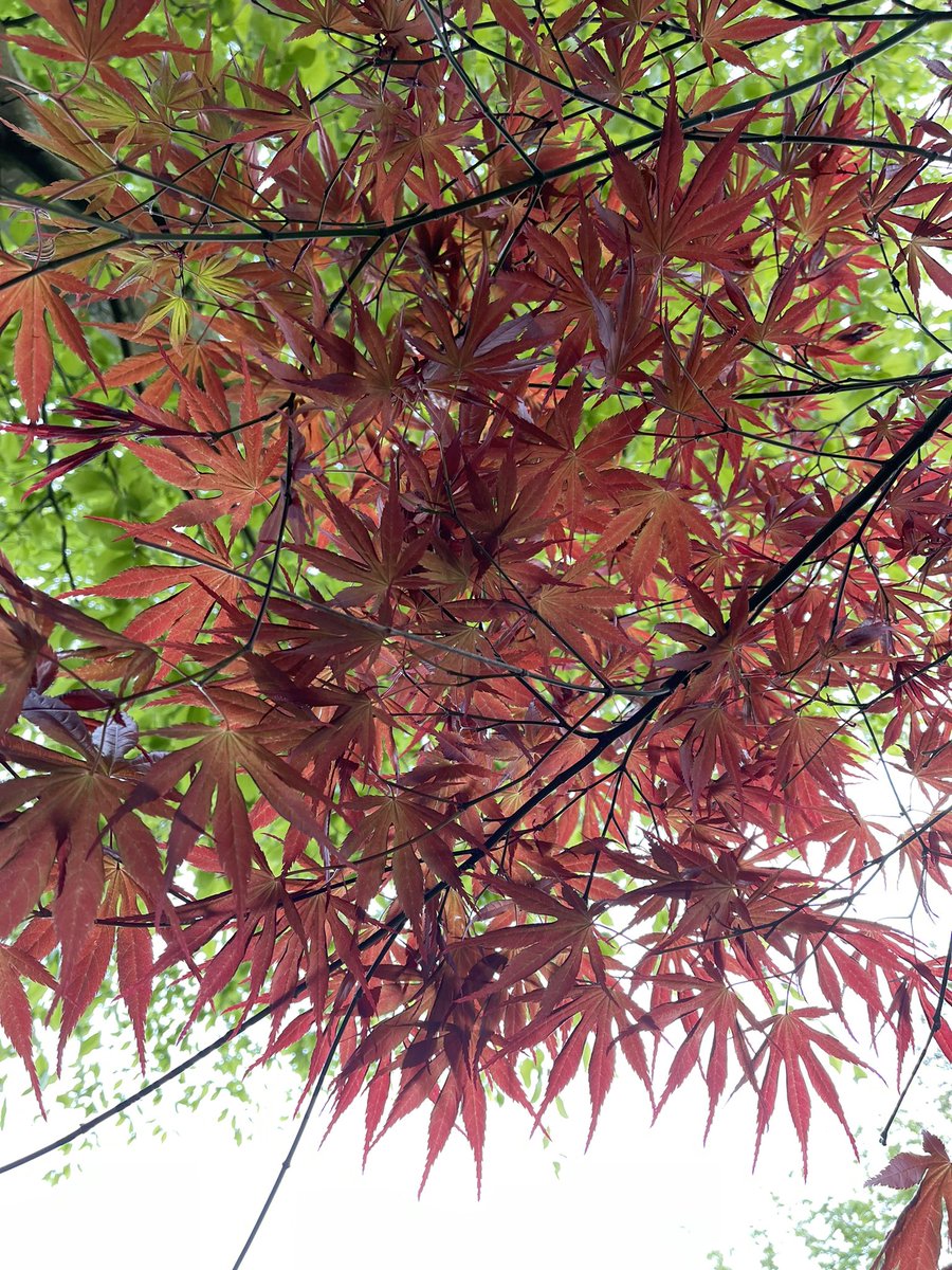 Morning All. My beautiful #Acer leaves again. I’m late as I didn’t sleep well, had to try and get a bit more. Anyone got a trick to quiet the worried mind and soothe an achey body? Hey ho onwards… @keeper_of_books