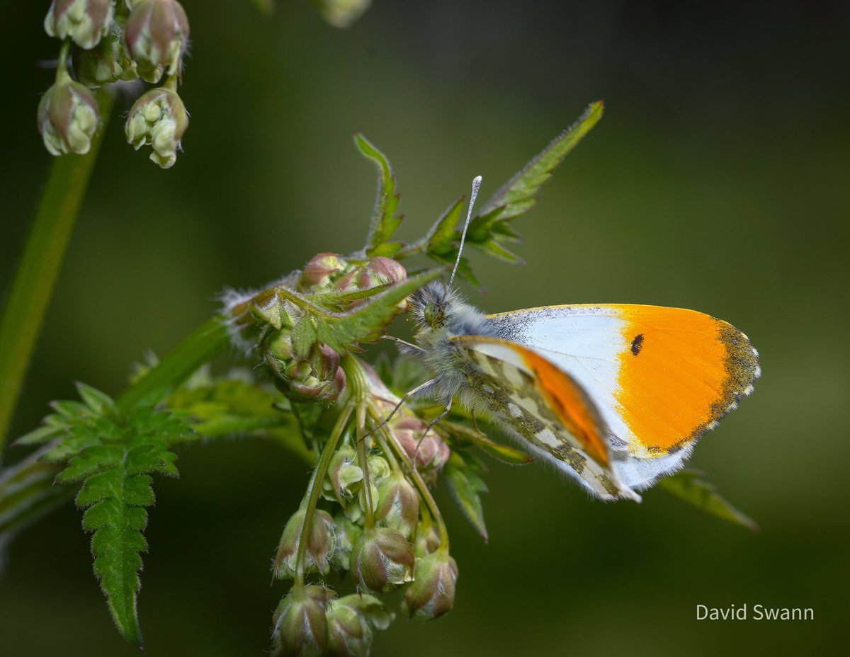 Orange Tip. @RSPBbirders @NorthYorkMoors @YorksWildlife @WoodlandTrust @ThePhotoHour @MacroHour @wildflower_hour @BSBIbotany @savebutterflies @BC_Yorkshire