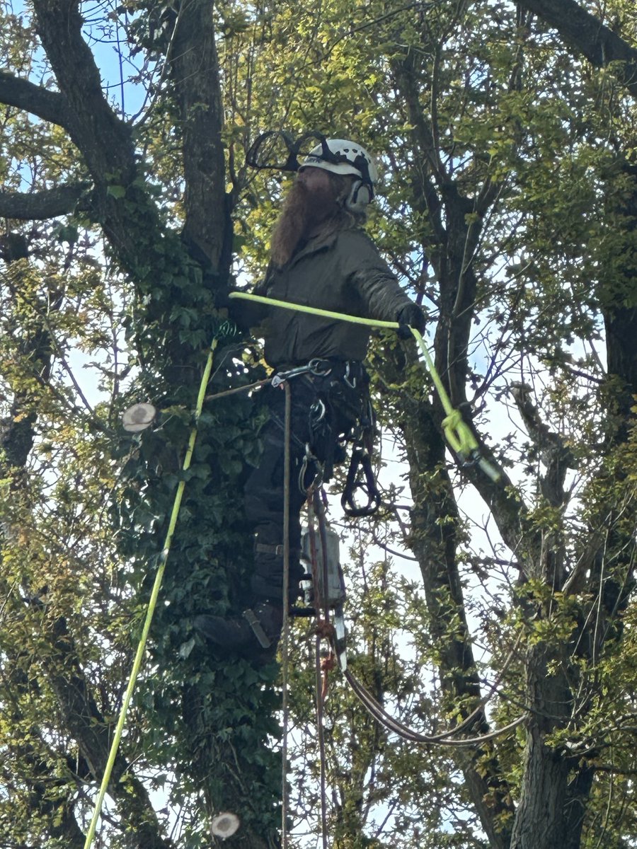 pscottingham's tweet photo. ⁦@hardestgeezer⁩ - are you moonlighting as a tree surgeon ? #projectafrica https://t.co/WnRXIWlm3e