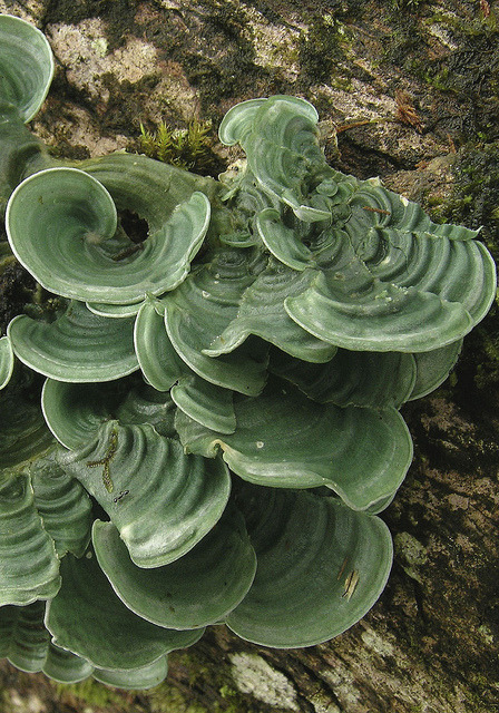 All shades of green

Dictyonema sericeum 
The Dictyonema fungus is a basidiomycete, so it discovered lichenization independently from the ascomycete lichens