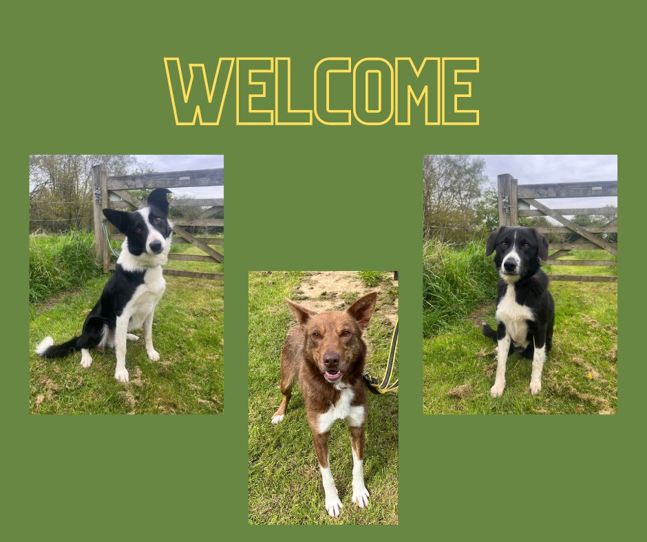 A Monday morning 'Welcome' to Jack, Java and Bailey, just three of our new guests. And with another 8 already booked in to arrive this week the website will be busy, we hope bordercollietrustgb.org.uk/rehoming/how-d…