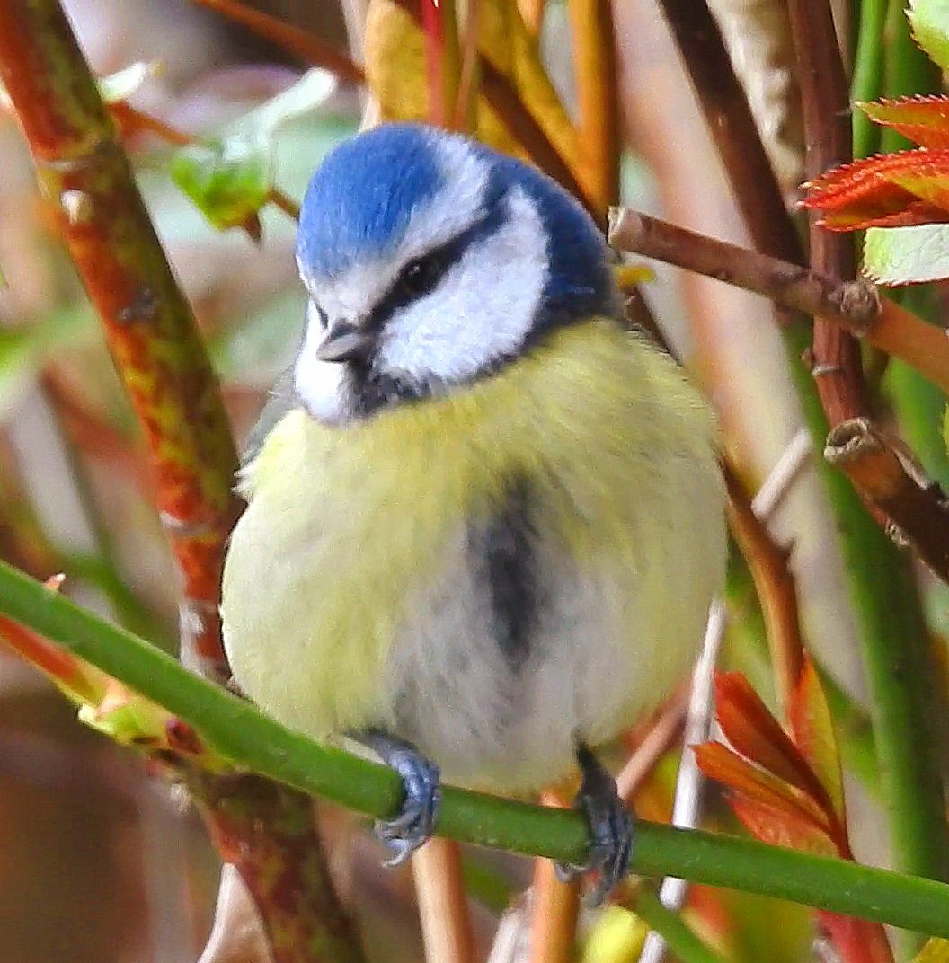 Blue tit in the bushes. Have a good day folks. @Natures_Voice @RSPBScotland #BirdsSeenIn2024 🏴󠁧󠁢󠁳󠁣󠁴󠁿 #NaturePhotography #nature #wildlife #wildlifephotography #birds #birdphotography #birdwatching #TwitterNatureCommunity