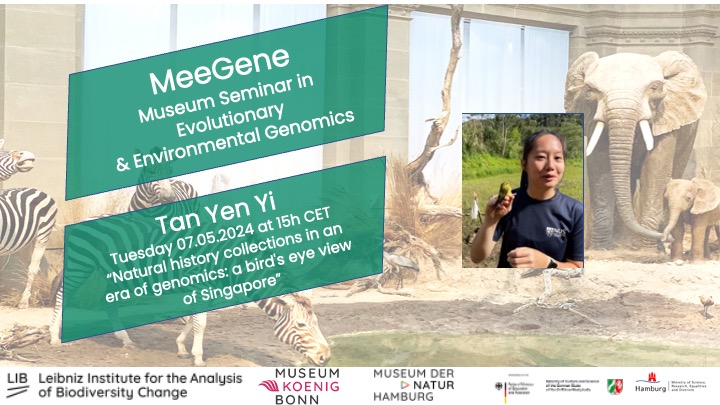 We are happy to host Tan Yen Yi from @lkcnhm for our next #MEEGene @Leibniz_LIB seminar on Tuesday 07.05.2024 15h CET. She will talk about 'Natural history collections in an era of genomics: a bird's eye view of Singapore'. To join, drop us an email: meegene@leibniz-lib.de