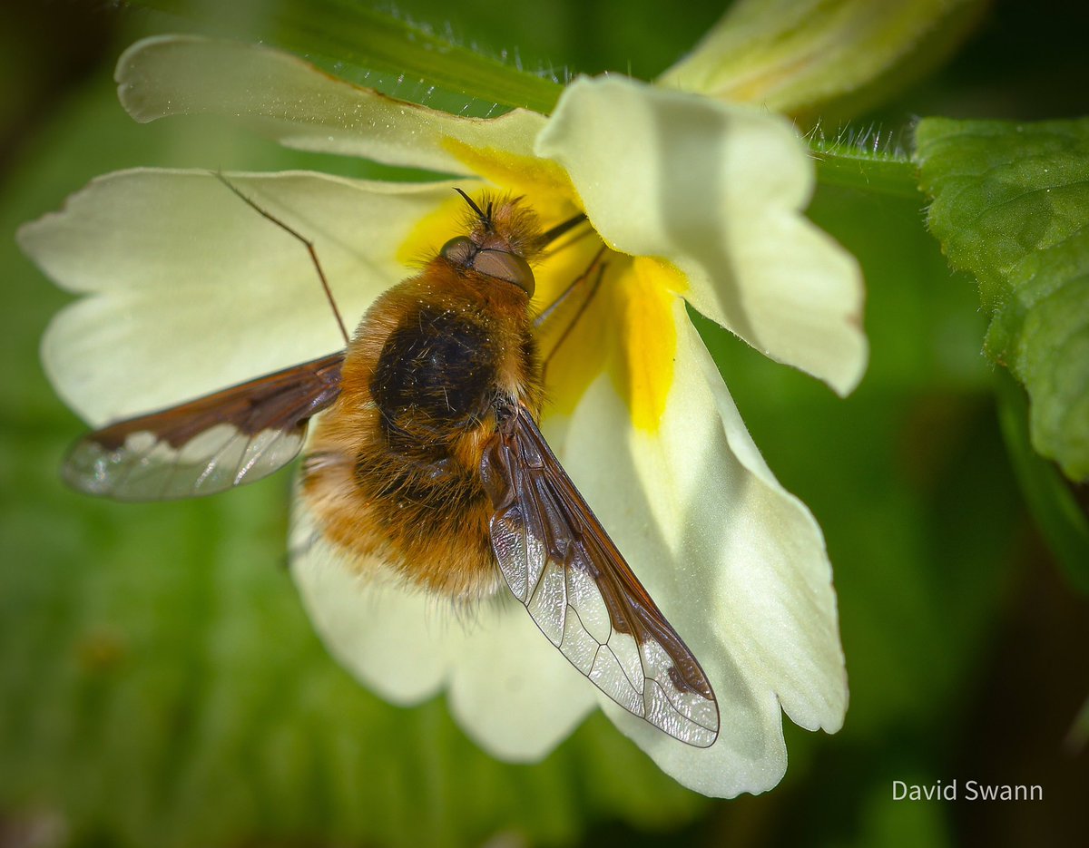 Bee Fly on a Primrose. @Natures_Voice @NorthYorkMoors @YorksWildlife @WoodlandTrust @ThePhotoHour @MacroHour @wildflower_hour @BSBIbotany @CUPOTYawards