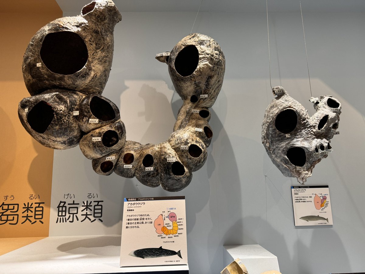 （4月VIP 15%off中） きょうかです❣️0415-2 Tornado