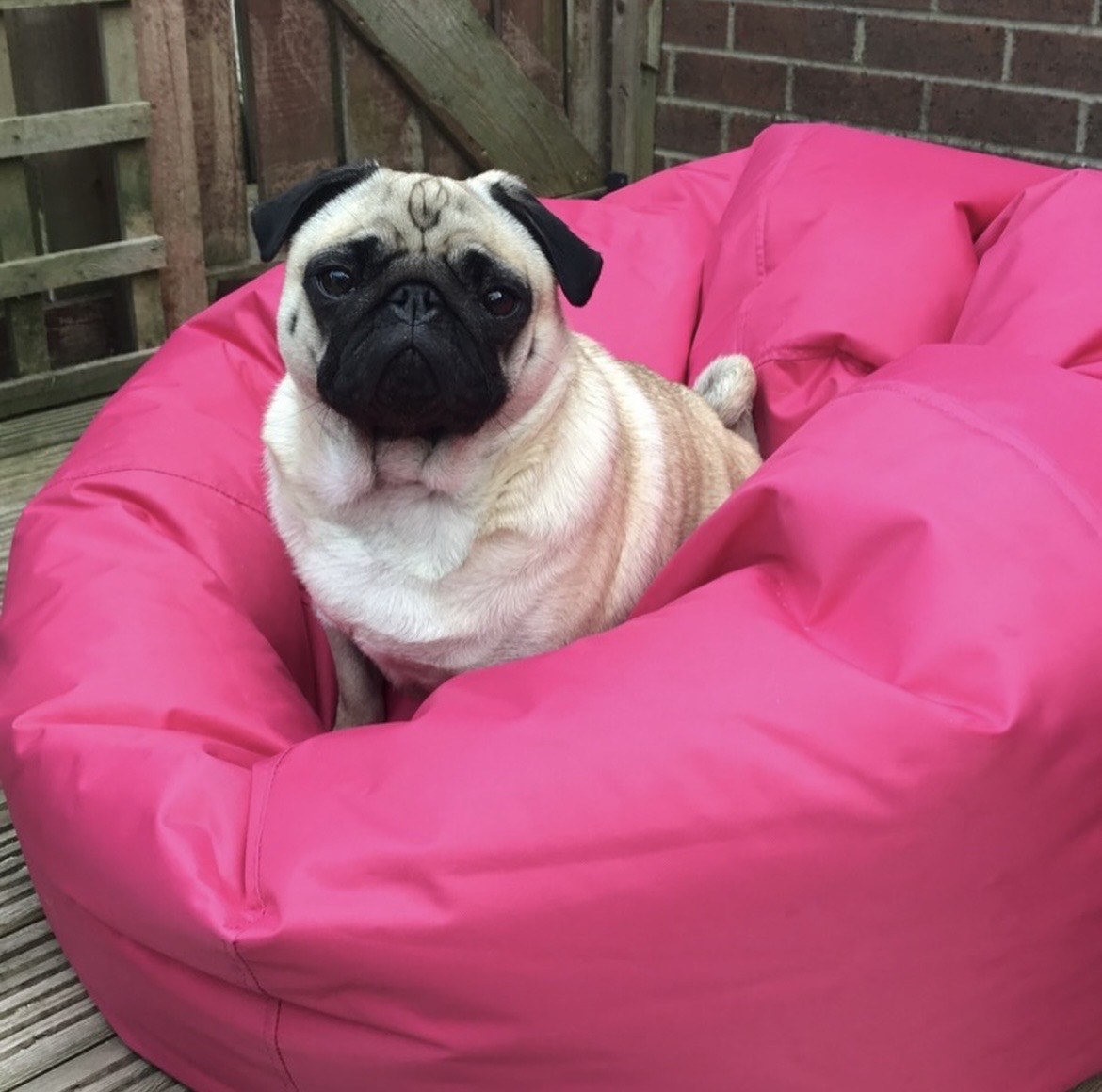 How cute are our team's four legged
friends 🐶🌟💙

#LifeAtBazaar #FeelGoodFurniture #BeanBag
#eCommerceBusiness