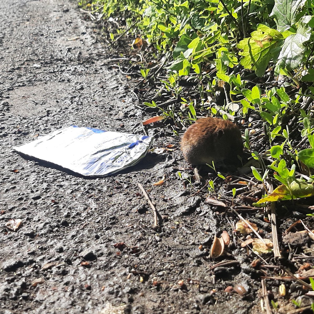 Found this critter by the side of the road. I think it's a vole. Don't know much about voles, it doesn't feel like the road is its natural habitat. #Thanet #wildlife #critter