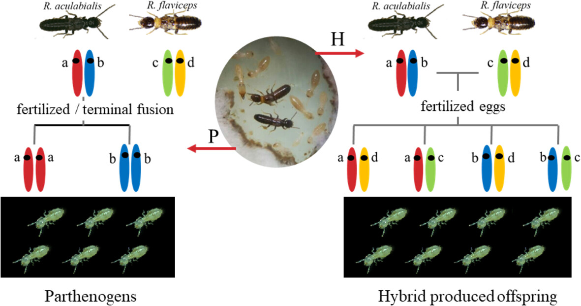 #Termite females prefer hybrid mating to parthenogenesis when conspecific males are absent: doi.org/10.1111/een.13… #Reticulitermes #ReproductiveStrategies