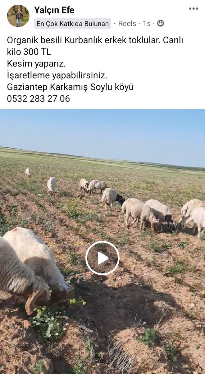 Bunların bir piyasası bir kontrolü yokmu geçen seneki gibi bir durum yaşamayız inşallah 300 liraya canlı hayvan mı olur ?<a href="/GundemiAntep27/">Antep Gündemi</a> <a href="/TCTarim/">T.C. Tarım ve Orman Bakanlığı</a>