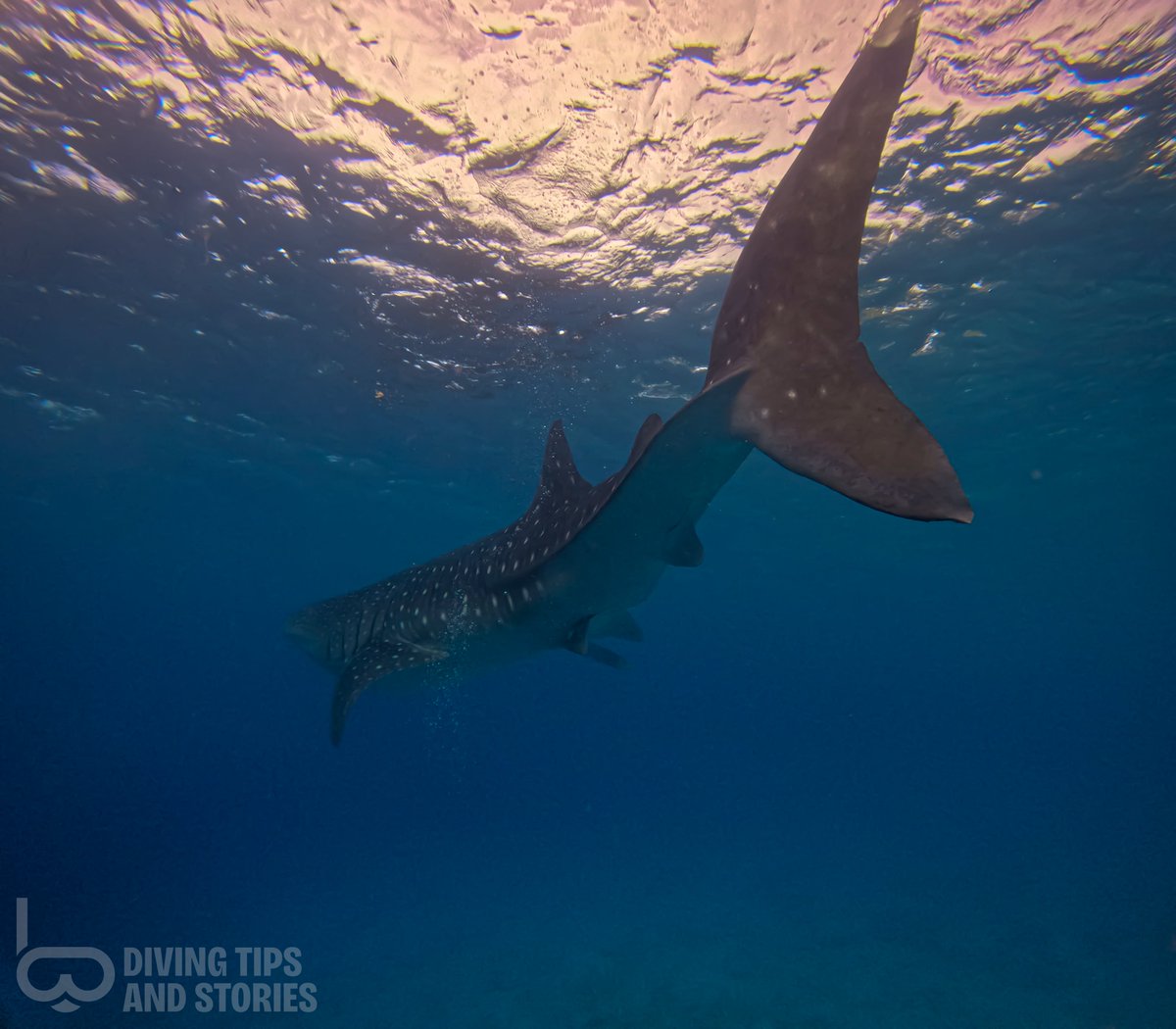 Have you ever seen whale sharks before? I saw this giant around Bohol in the Philippines!

For more photos and videos of whale sharks please follow my Instagram!😎

#traveltipsandstories #divingtipsandstories #sharks #sharksofinstagram #shark #ilovesharks #sharkattack #sharklover